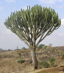 Euphorbia