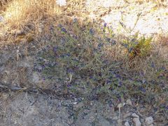 Echium sabulicola