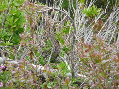 Dendragapus obscurus