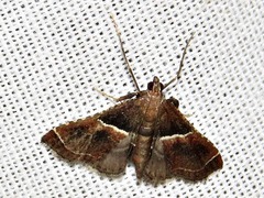 Endotricha consobrinalis consobrinalis