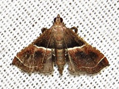 Endotricha consobrinalis consobrinalis