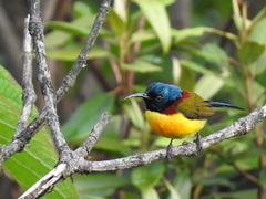 Aethopyga nipalensis