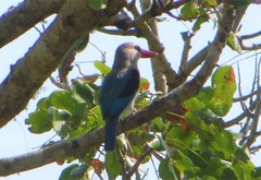 Halcyon senegaloides