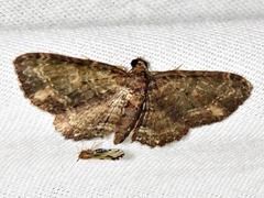 Horisme pallidimacula