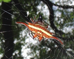 Gasteracantha milvoides