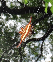 Gasteracantha milvoides