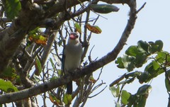 Halcyon senegaloides