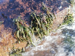 Hydrostachys polymorpha