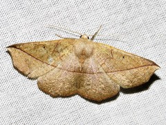 Psilocerea pulverosa