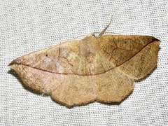 Psilocerea pulverosa