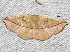 Psilocerea pulverosa