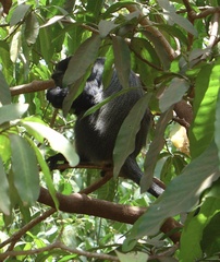 Cercopithecus mitis manyaraensis