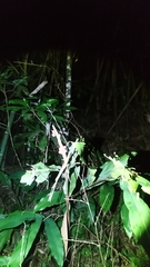 Alpinia shimadae