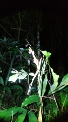 Alpinia shimadae