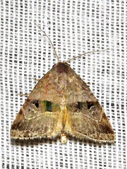 Ozarba accincta
