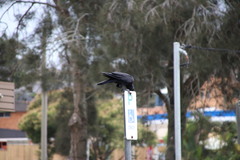 Corvus orru