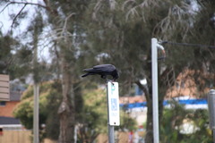 Corvus orru