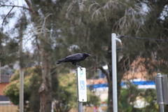 Corvus orru
