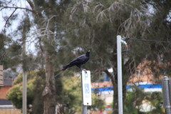 Corvus orru