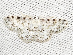 Scopula nigrinotata