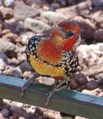 Trachyphonus erythrocephalus