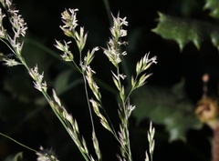 Agrostis pallens