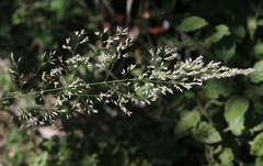 Agrostis pallens