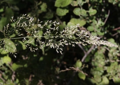 Agrostis pallens
