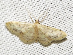Idaea pulveraria