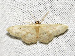 Idaea pulveraria