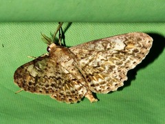 Cleora flavivenata