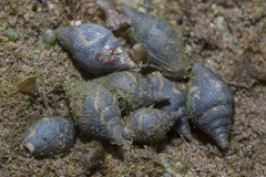 Pictocolumbella ocellata