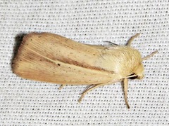 Mythimna tacuna