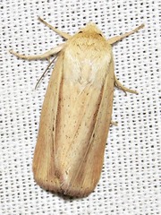 Mythimna tacuna