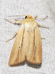Mythimna tacuna