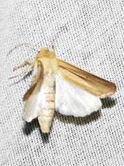 Mythimna tacuna