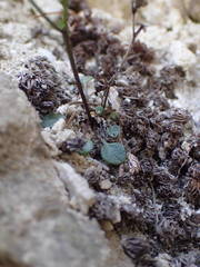 Cardamine resedifolia