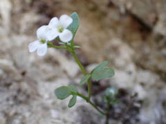 Cardamine resedifolia