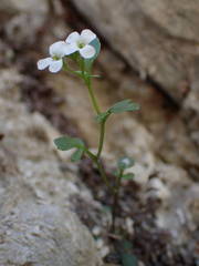 Cardamine resedifolia