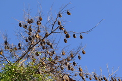 Pteropus poliocephalus