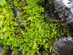 Brachythecium frigidum