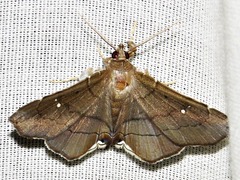 Gracilodes nysa