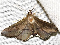 Gracilodes nysa
