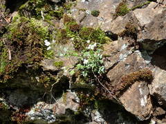 Cardamine resedifolia