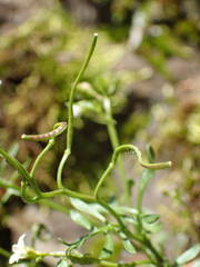 Cardamine resedifolia