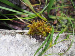 Ulota obtusiuscula