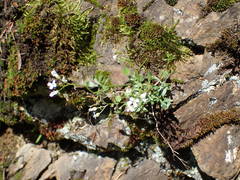 Cardamine resedifolia