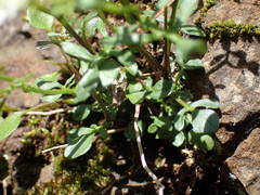 Cardamine resedifolia