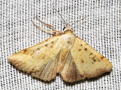 Phytometra subflavalis