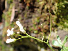 Cardamine resedifolia